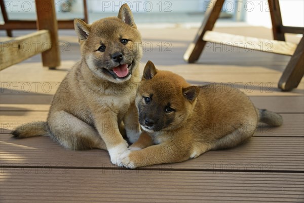 Shiba Inu