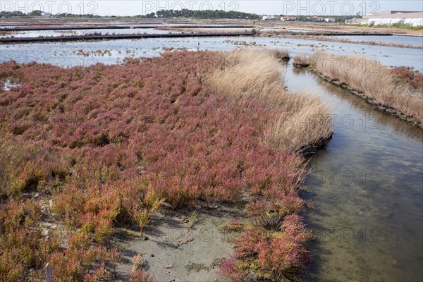 Salt field