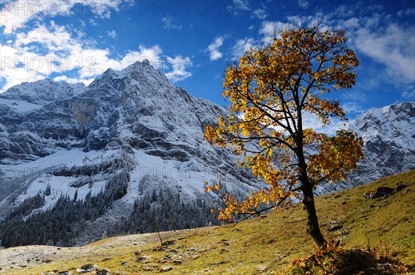 Sycamore in the first snow