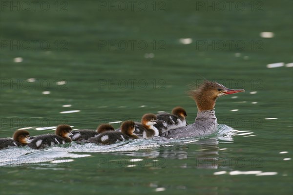 Female Common Merganser