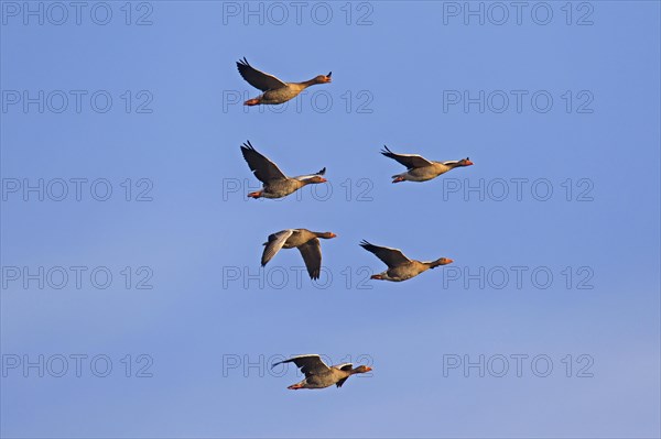 Migrating greylag goose