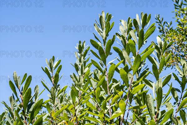 Bog-myrtle