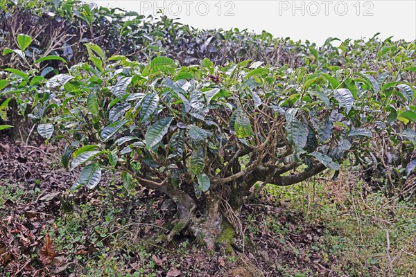 Tea Plantation