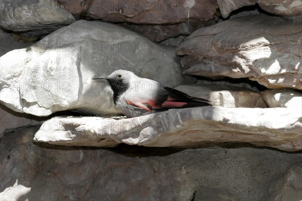 Wallcreeper