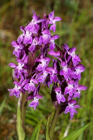 Overlooked orchid