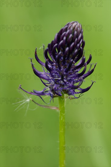 Spiked Devil's Claw