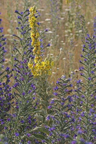 Common viper's bugloss