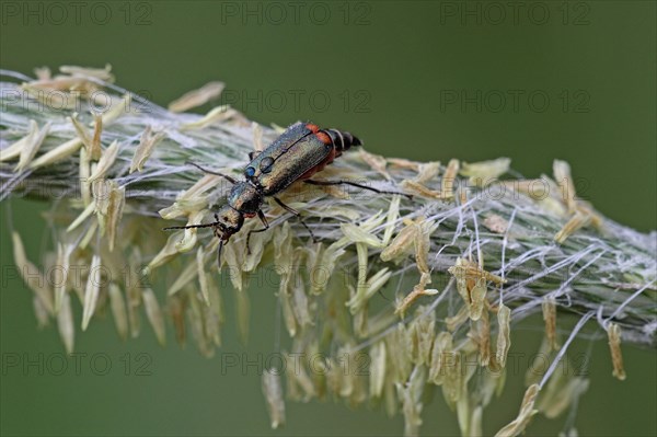 Two-spotted malachite beetle