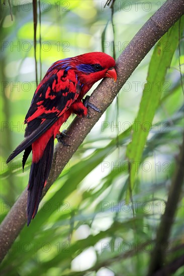 Blue Streaked Lory