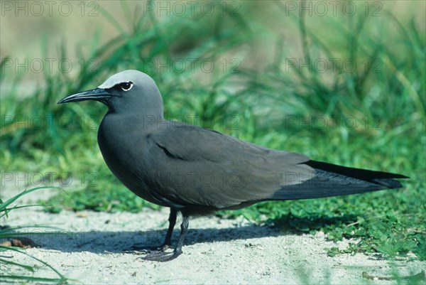 Lesser Noddy