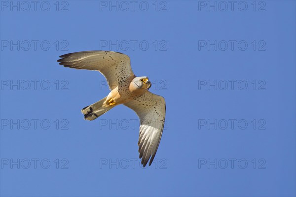 Lesser lesser Common Kestrel