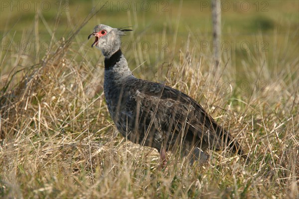 Southern southern screamer