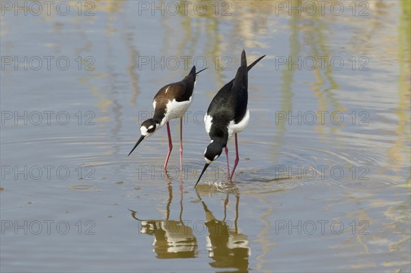 Black-necked Black-winged Stilt