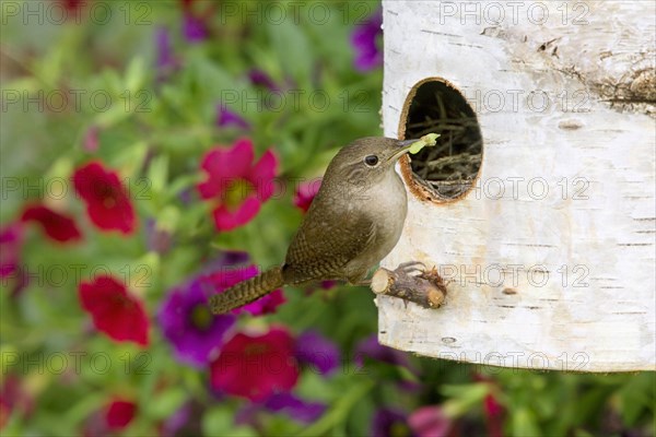 House Wren