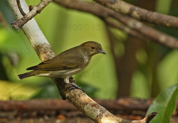 Thick-billed Flowerpecker