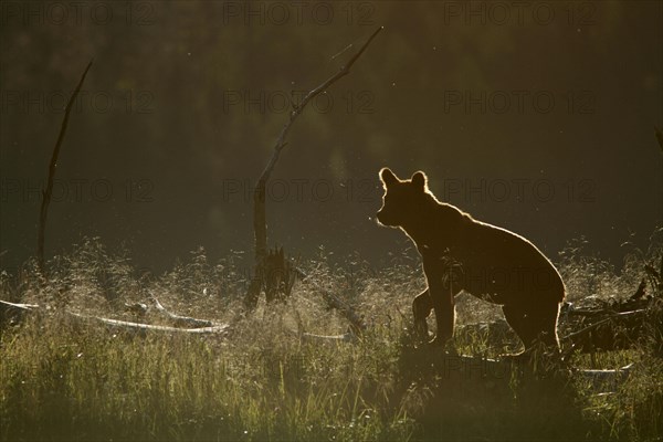 Adult grizzly bear