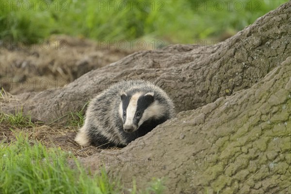 Eurasian Badger