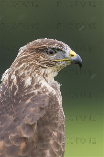 Steppe buzzard