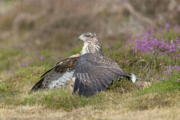 Common Buzzard