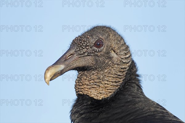 American Black Vulture