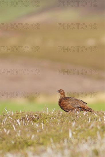 Scottish Grouse