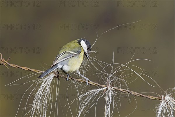 Great Tit