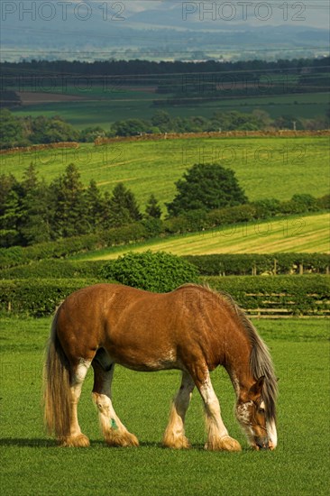 Clydesdale stallion