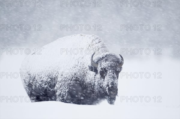 North American Bison