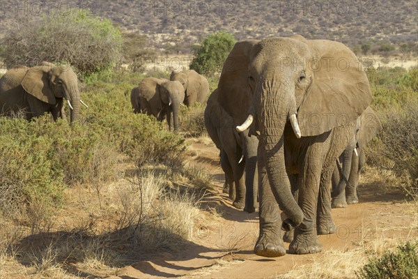 African elephant