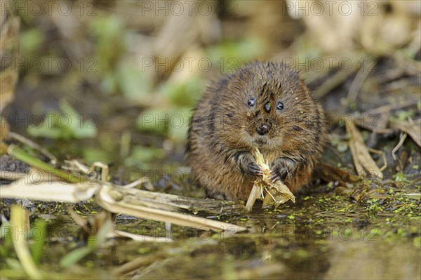 Eastern vole