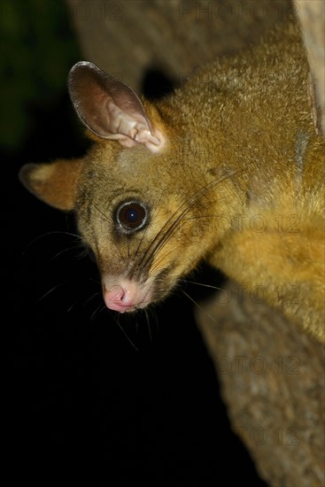 Common Brushtail Possum