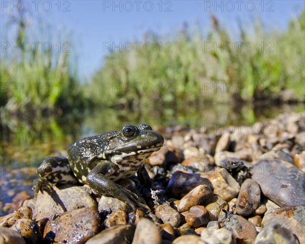 Marsh frog