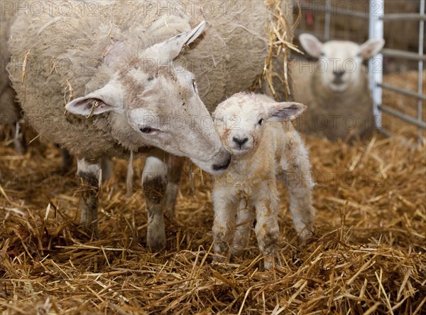 Domestic sheep