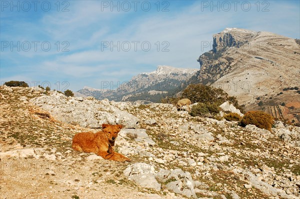 Sheepdog lying between rocks