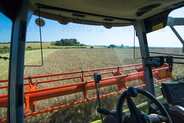 Oilseed Rape