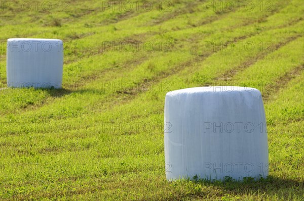 Plastic wrapped silage round bales in the field