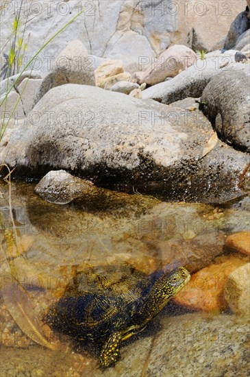 European pond turtles