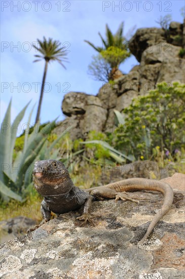 Small Canary Island Lizard