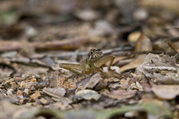 Sri Lanka brown-patched kangaroo lizard