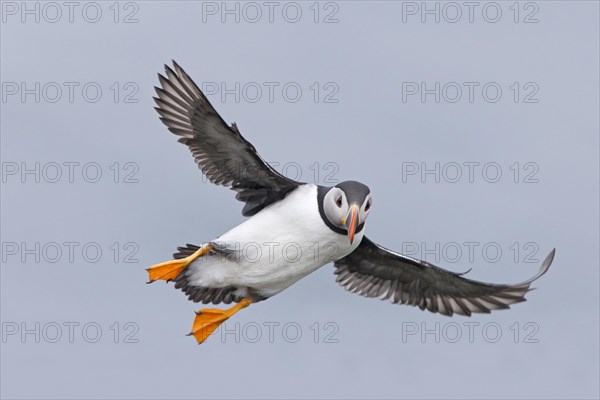 Puffin