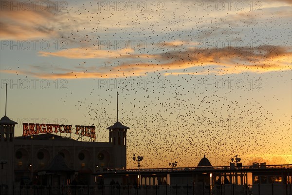 Common common starling