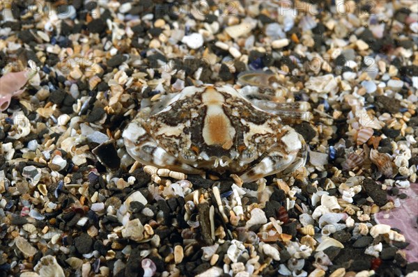 Marbled Swimming Crab