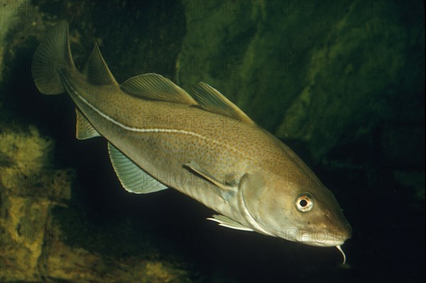 Atlantic cod