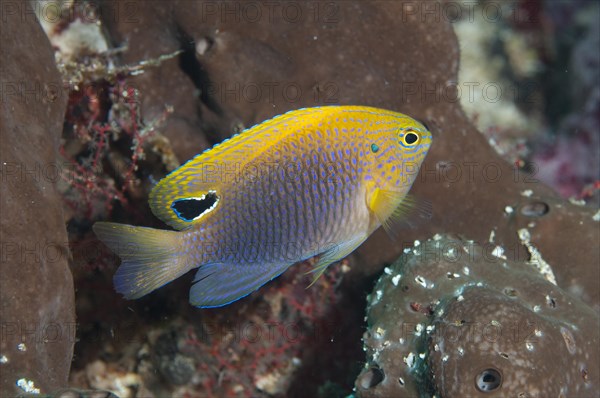 Princess Damselfish