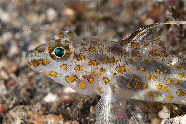Spotted goby
