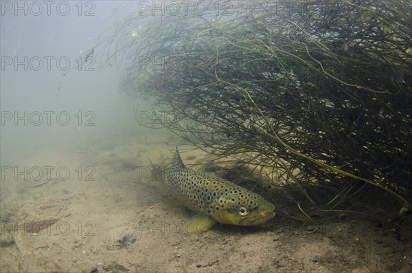 Salmo trutta forma fario