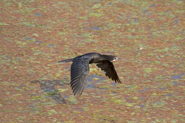 Lesser little cormorant