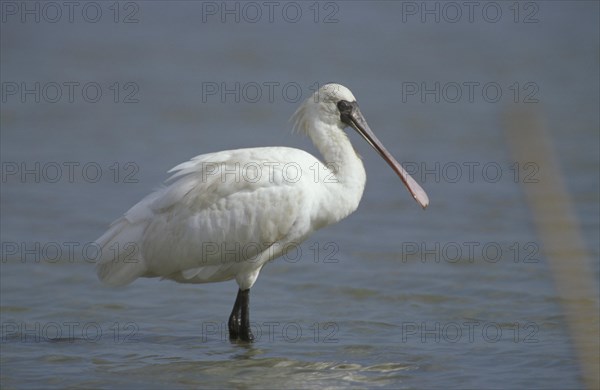 Black-faced Spoonbill