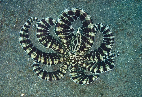 Adult mimic octopus