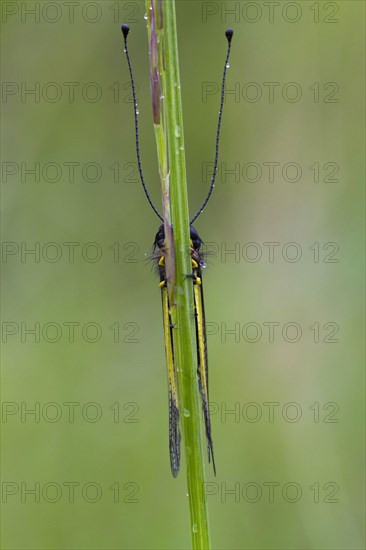 Ascalaphid